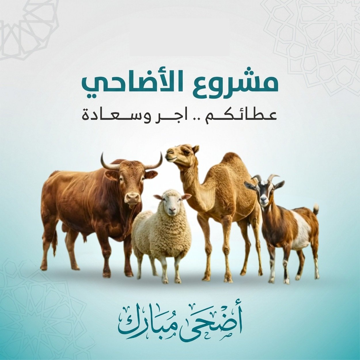 الأضاحي